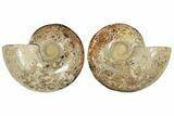 Cut Ammonite Fossil From Madagascar - Crystal Pockets! #207125-1